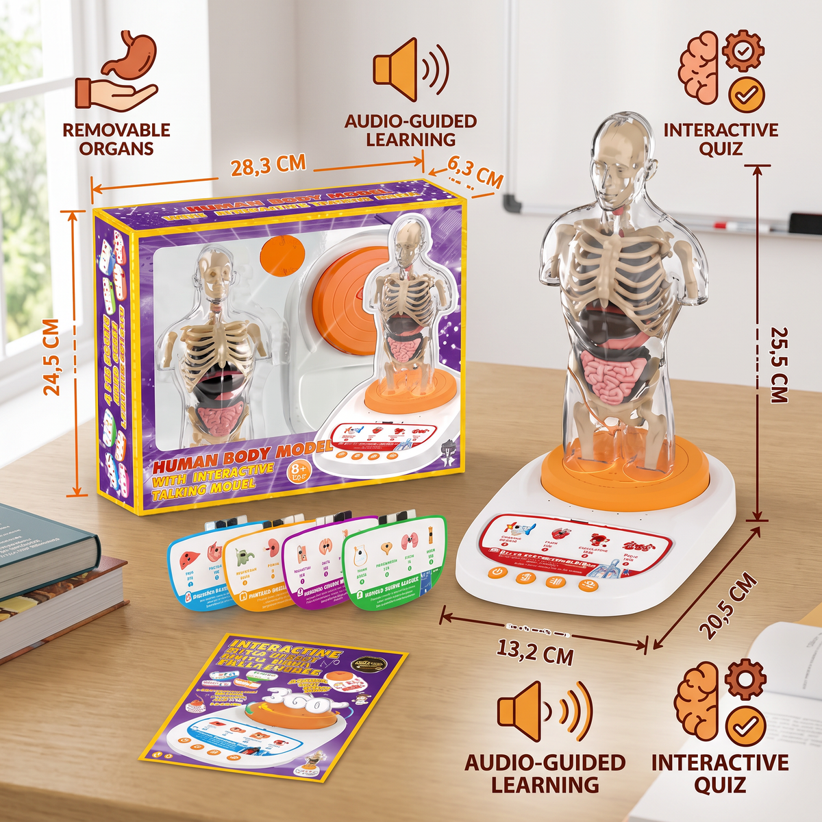 Interactive Talking Anatomical Model with Removable Organs & Audio-Guided Learning