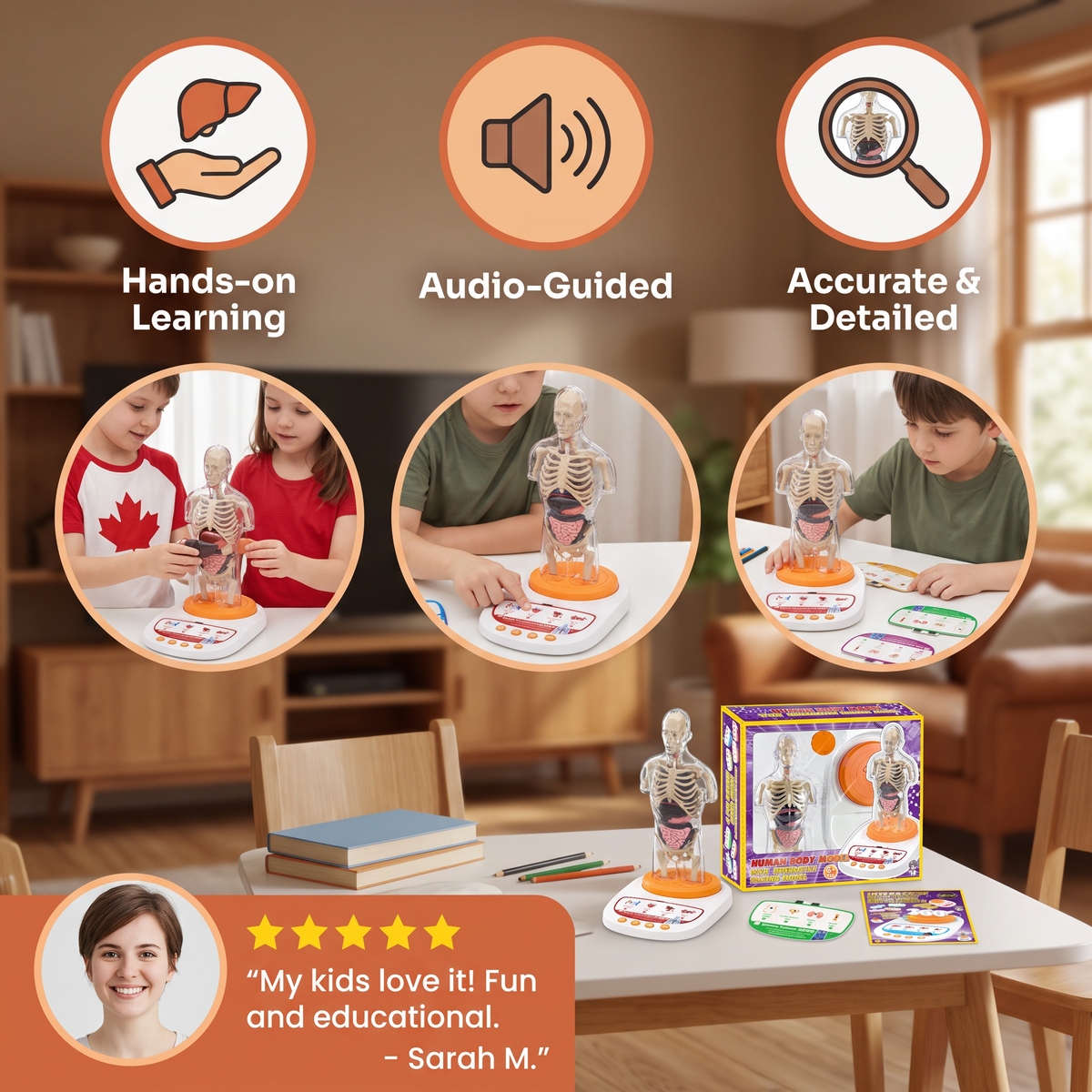 Interactive Talking Anatomical Model with Removable Organs & Audio-Guided Learning