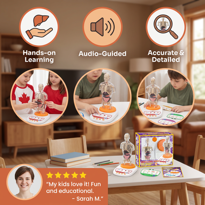 Interactive Talking Anatomical Model with Removable Organs & Audio-Guided Learning
