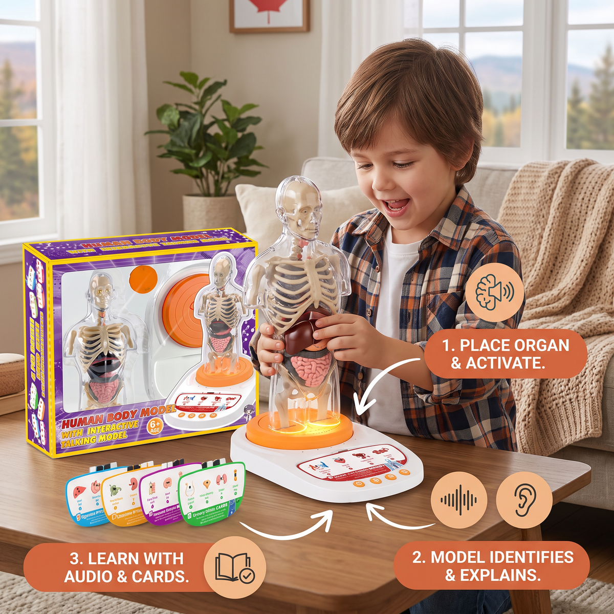 Interactive Talking Anatomical Model with Removable Organs & Audio-Guided Learning